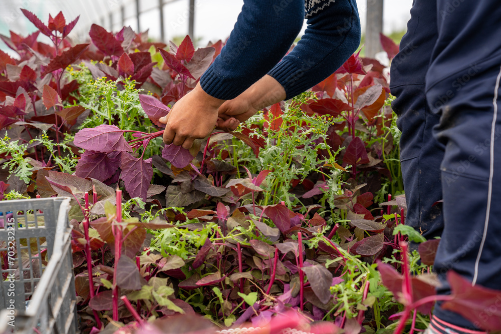 Fototapeta premium Closeup of a person working in a greenhouse, harvesting plants