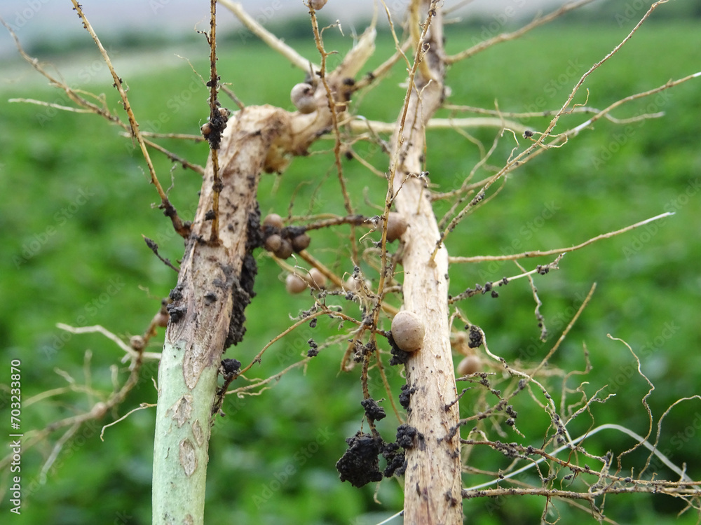 Nitrogen-fixing bacteria on legume roots close-up in natural conditions