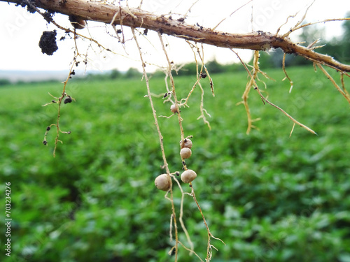 Nitrogen-fixing bacteria on legume roots close-up in natural conditions