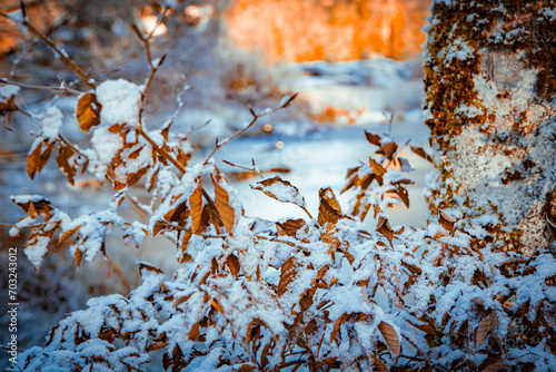 Snowy autumn leaves in winter forest