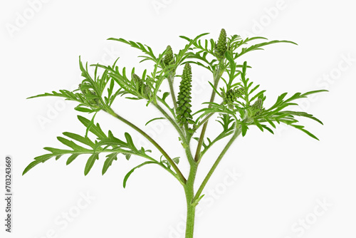 Konstfotografi Beifußblättriges Traubenkraut (Ambrosia artemisiifolia)