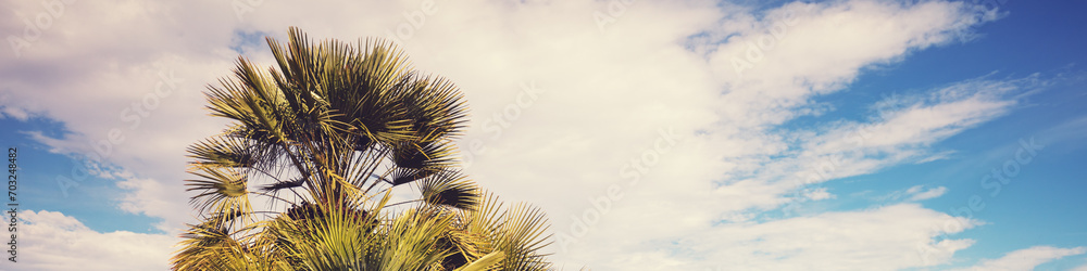 Palm trees against a cloudy sky. Tropical landscape. Beautiful tropical nature. Horizontal banner
