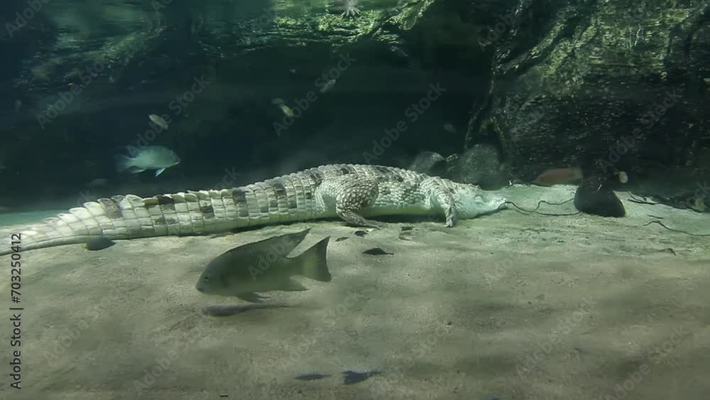 The Nile crocodile - Crocodylus niloticus - is a large crocodilian native to freshwater habitats in Africa. The Nile crocodile - Crocodylus niloticus - is a large crocodilian native to freshwater habitats in Africa.
