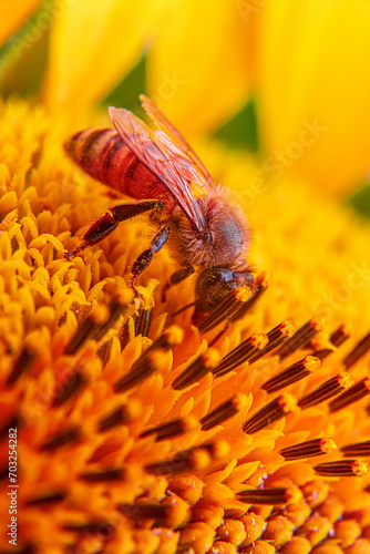 Abeja en flor de girasol 