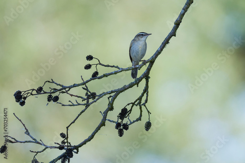 Schilfrohrsänger ( Acrocephalus schoenobaenus ) während der Balz	
 photo