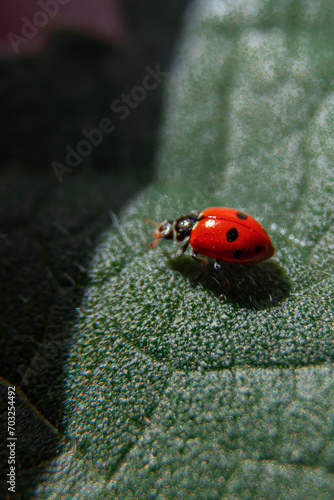Insecto maraquita, vaquitas de San Antonio o catarinasen hoja verde
