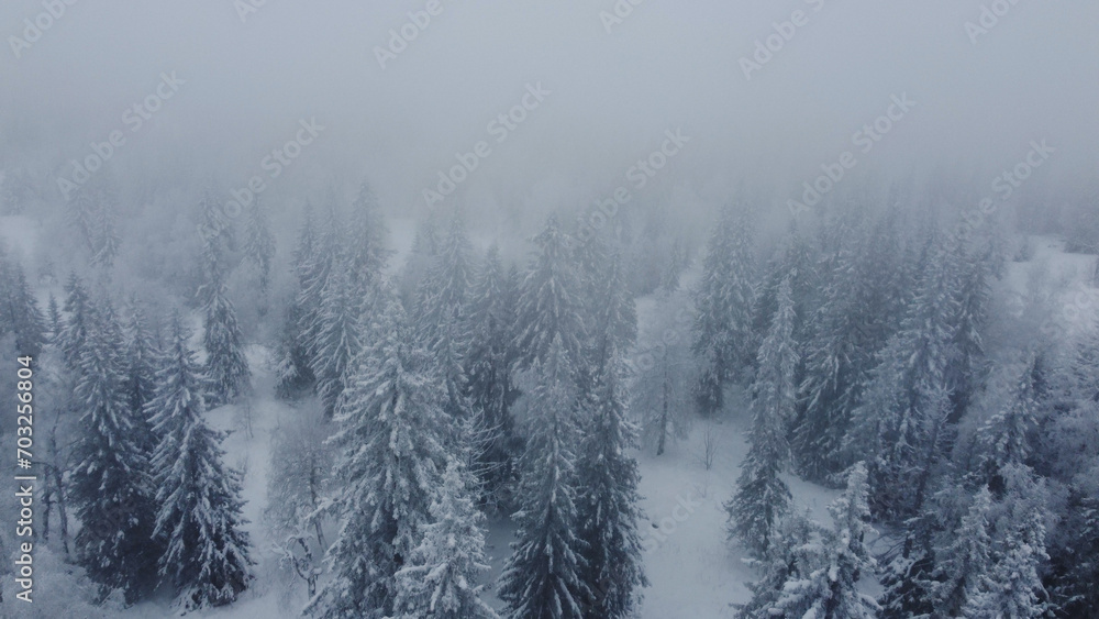 drone flight over white Christmas trees covered with white snow drone flight over white Christmas trees covered with white snow