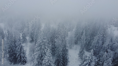 drone flight over white Christmas trees covered with white snow