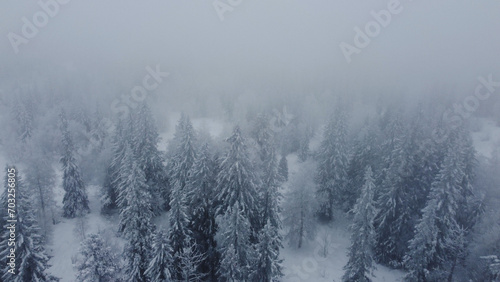 drone flight over white Christmas trees covered with white snow