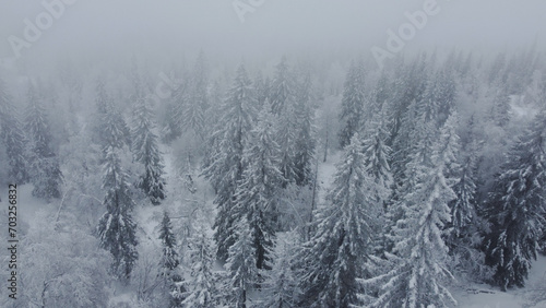 drone flight over white Christmas trees covered with white snow © Павел Чигирь