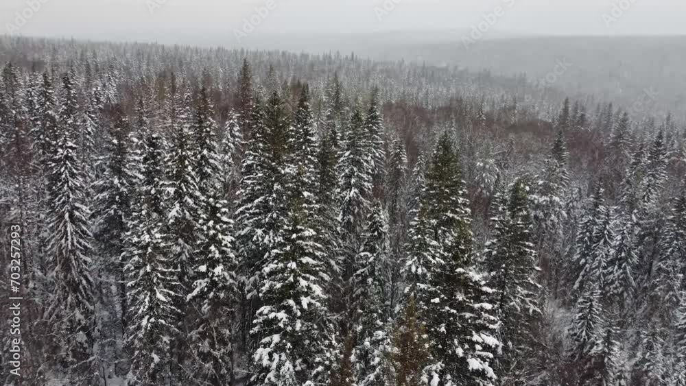 drone flight over white Christmas trees covered with white snow drone flight over white Christmas trees covered with white snow