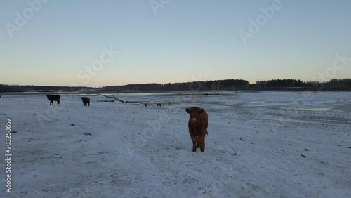Highland cattle on a frozen field at winter sunset.