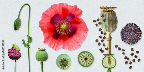 Schlafmohn (papaver somniferum), Bildtafel mit Blüte, Pflanze, Samenkapsel, Samen photo