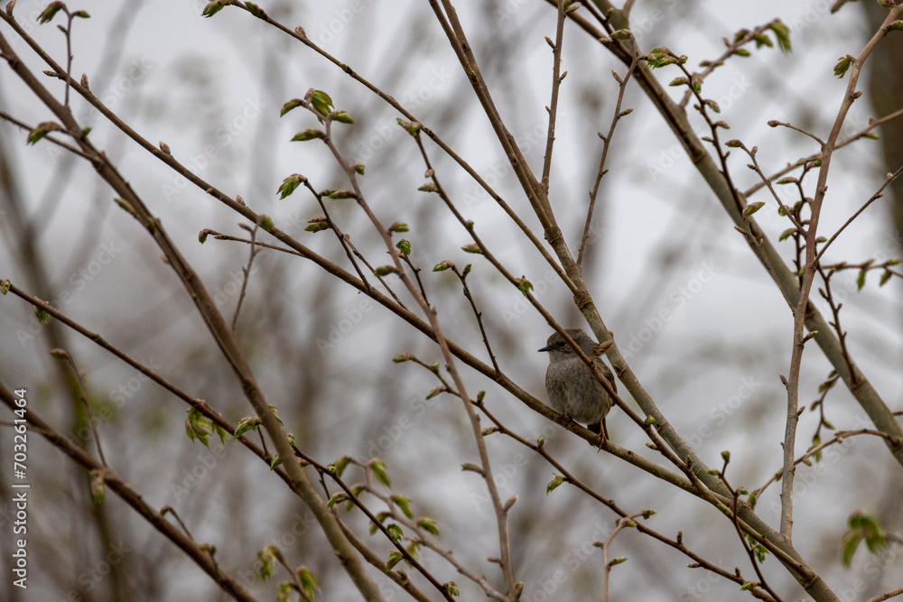 This image encapsulates the essence of early spring, with a lone bird perched amidst the budding branches of a tree. The bird, likely a common house sparrow, Passer domesticus, provides a focal point This image encapsulates the essence of early spring, with a lone bird perched amidst the budding branches of a tree. The bird, likely a common house sparrow, Passer domesticus, provides a focal point
