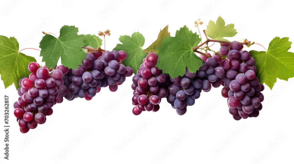 Fototapeta premium grapes vine isolated on transparent background