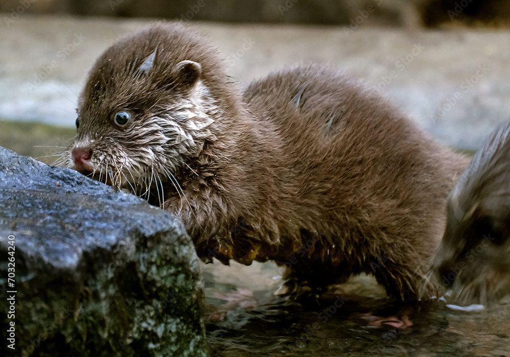 The Asian small-clawed otter (Aonyx cinereus), also known as the oriental small-clawed otter and the small-clawed otter, is an otter species native to South and Southeast Asia. It has short claws. The Asian small-clawed otter (Aonyx cinereus), also known as the oriental small-clawed otter and the small-clawed otter, is an otter species native to South and Southeast Asia. It has short claws.