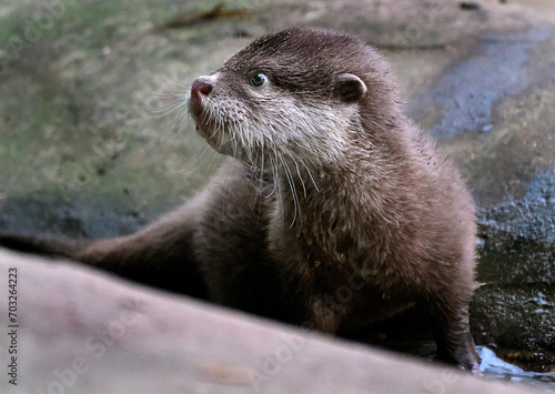 The Asian small-clawed otter (Aonyx cinereus), also known as the oriental small-clawed otter and the small-clawed otter, is an otter species native to South and Southeast Asia. It has short claws.