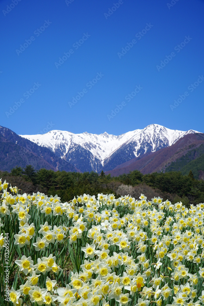 Fototapeta premium 水仙と中央アルプス【長野県駒ヶ根市】