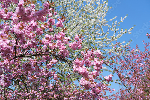 A tree with lots of pink flowers on it. Sakura blossoms in Berlin  Germany.