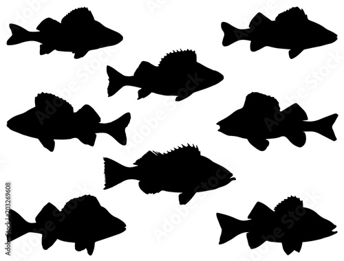 Perch fish silhouette vector art white background
