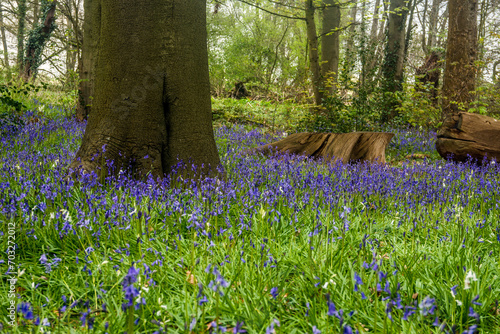 Rufford, Lancashire, England. photo