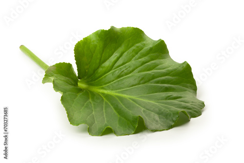 Isolated green leaf of badan