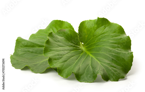 Two green leaves of badan photo