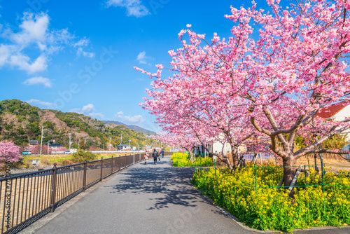 河津町の春景色 河津川沿いに咲く河津桜【静岡県】 Kawazu cherry blossoms blooming in Kawazu Town, a famous cherry blossom spot in Shizuoka - Japan