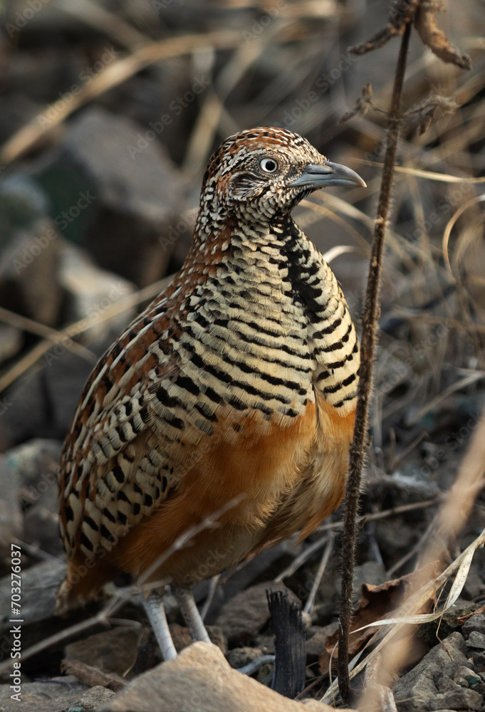 Buttonquail perched on roak at Bhigwan bird sanctuary Maharashtra Buttonquail perched on roak at Bhigwan bird sanctuary Maharashtra