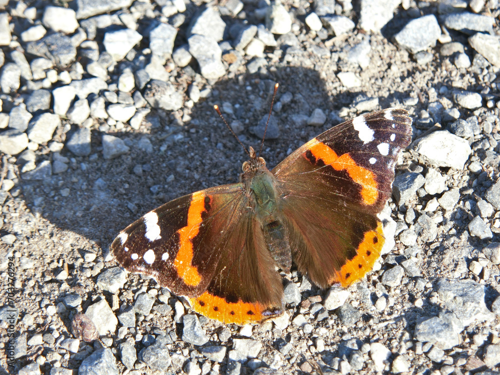 Vanessa Atalanta Vanessa Atalanta
