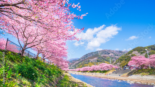 春の河津町　河津川沿いに咲く河津桜並木【静岡県】　
Kawazu cherry blossoms blooming in Kawazu Town, a famous cherry blossom spot in Shizuoka - Japan