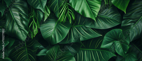 closeup tropical green leaf background