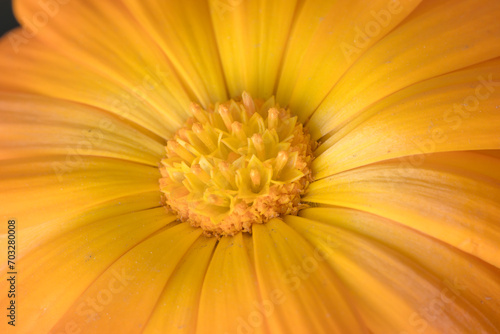 Detalles de una flor amarilla  