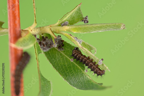 Kleines Nachtpfauenauge (Saturnia pavonia), Raupe 2.  photo