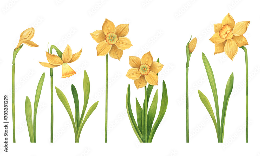 Watercolor set of hand-drawn yellow daffodils on a white background. Collection of botanical elements of flowers, buds and leaves in realistic style