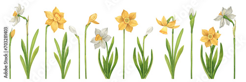 Watercolor set of white and yellow daffodils hand drawn on a white background. Collection of plant elements of flowers, buds and leaves in vintage style
