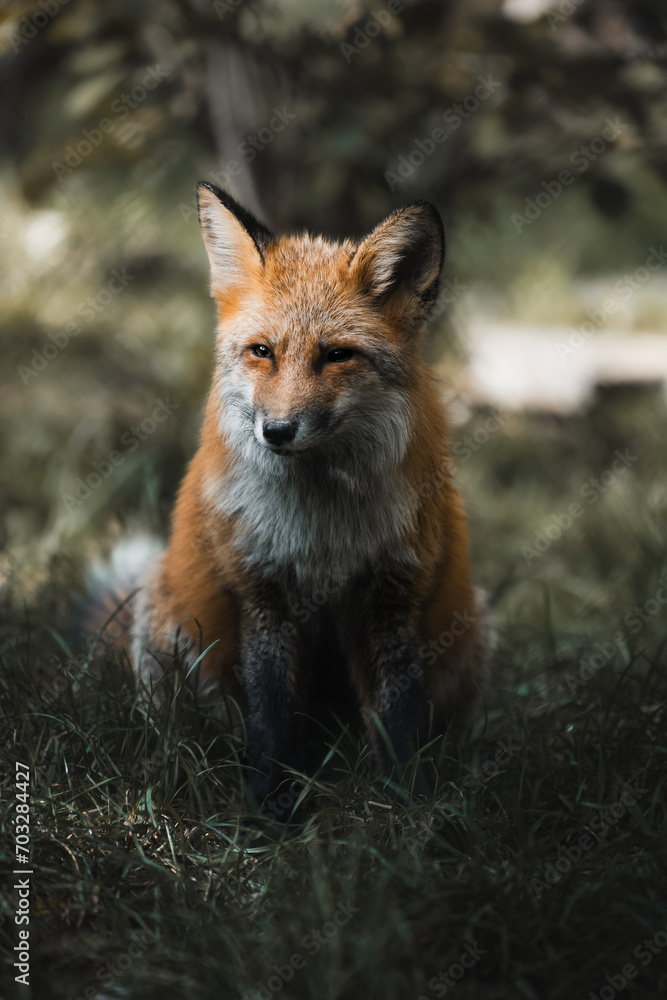Fototapeta premium Fuchs