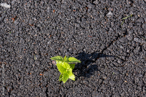 A small plant makes its way through the asphalt. The concept of survival and overcoming obstacles on the way.