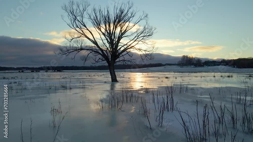 A lonely tree at sunset, in the middle of a frozen field, as seen from a drone.