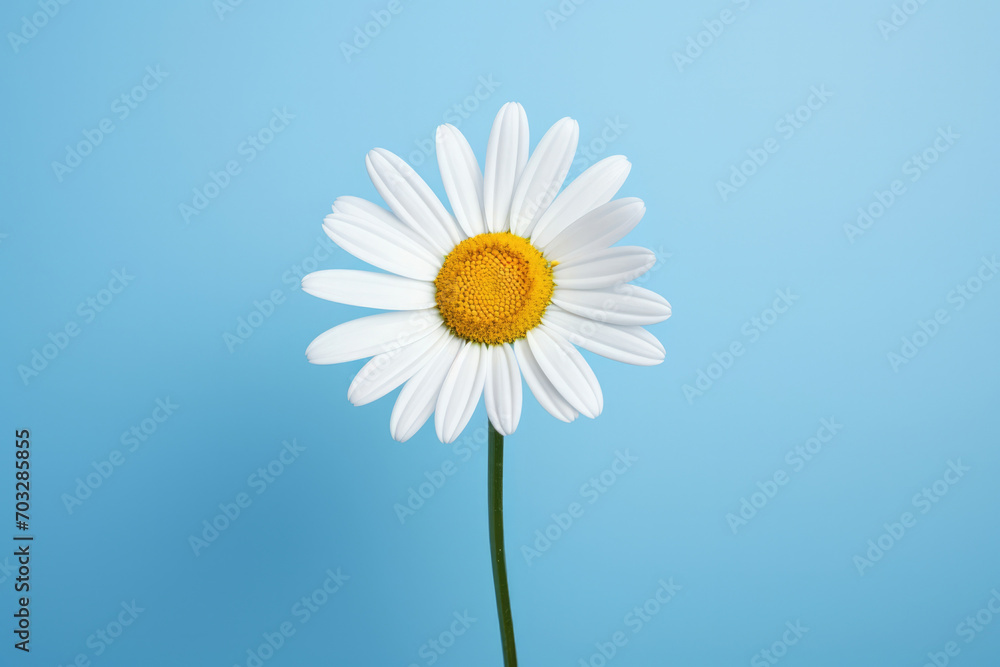 Blue chamomile background summer blossom daisy nature white plant petal flower yellow beauty spring Blue chamomile background summer blossom daisy nature white plant petal flower yellow beauty spring