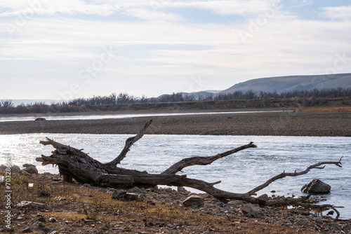 Snag on the river bank. Dead old tree near the water. © Сергей Дудиков