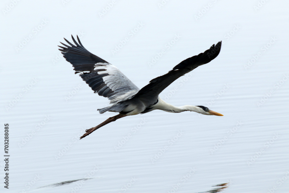 Fototapeta premium Garça Real Europeia em voo rasante sobre a lagoa de Guaratiba - Maricá - RJ