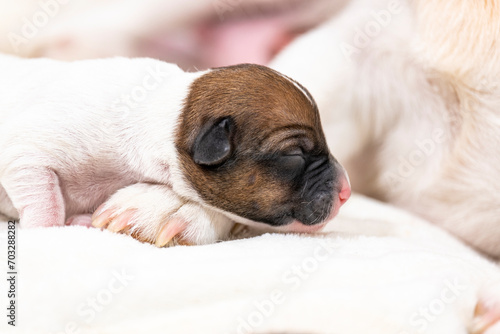 Little sleeping jack Russell terrier puppies. Newborn puppies. © Сергей Дудиков