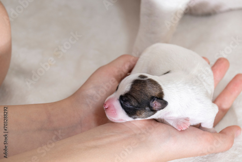 A small newborn Jack Russell terrier puppy in his hand. A little puppy who didn't open his eyes. Puppy and mom.