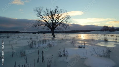 A lonely tree at sunset, in the middle of a frozen field, as seen from a drone.