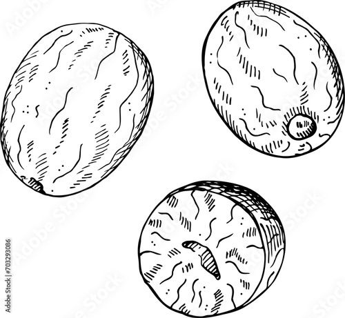 Nutmeg sketch engraved hand drawn vector illustration on isolated background. Drawing Mace plant, spicy nut. Design element for  cooking, medicine, perfumery. For logo, label, print, paper, card