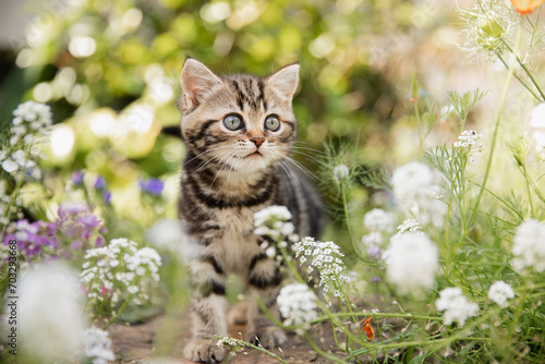 Katze im Frühling: Kleine getigerte Hauskatze erkundet den Garten und spielt im sonnigen Blumenbeet.
