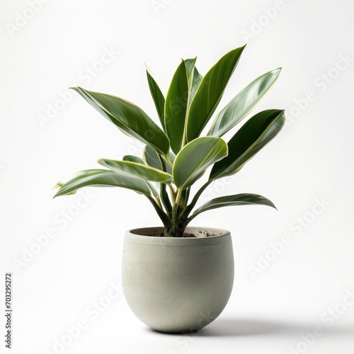 Variegated Rubber Plant in Minimalist Concrete Pot Isolated on White