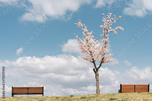 Cherry blossom and bench at Dongchon Sunrise Park in Daegu, Korea photo