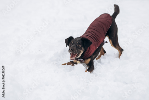 Dog having fun in winter running playing, snowy season in city park, holiday vacation weekend, enjoying spending time together